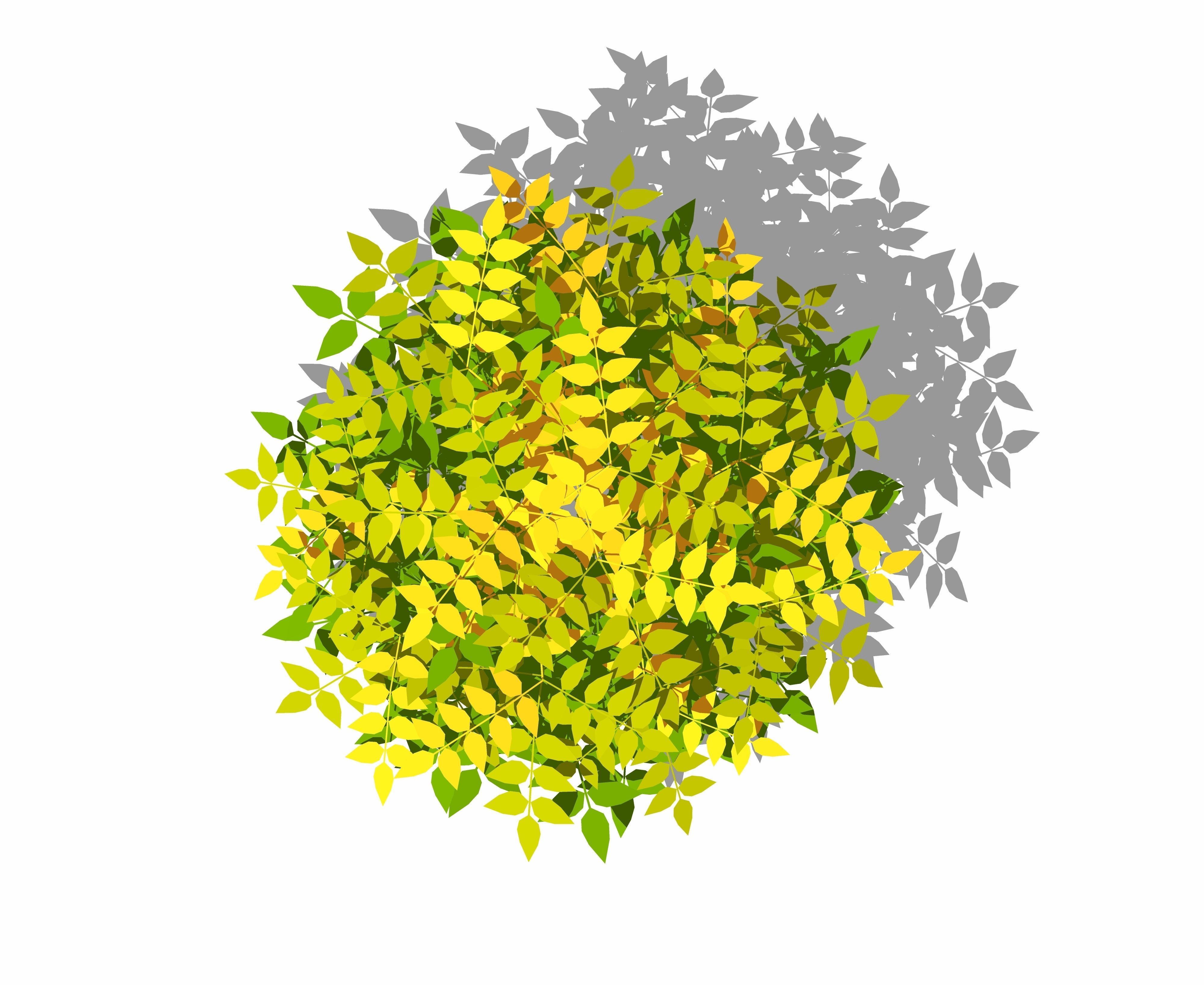 Nandina domestica - heavenly bamboo - sacred bamboo Low-poly 3D model_3