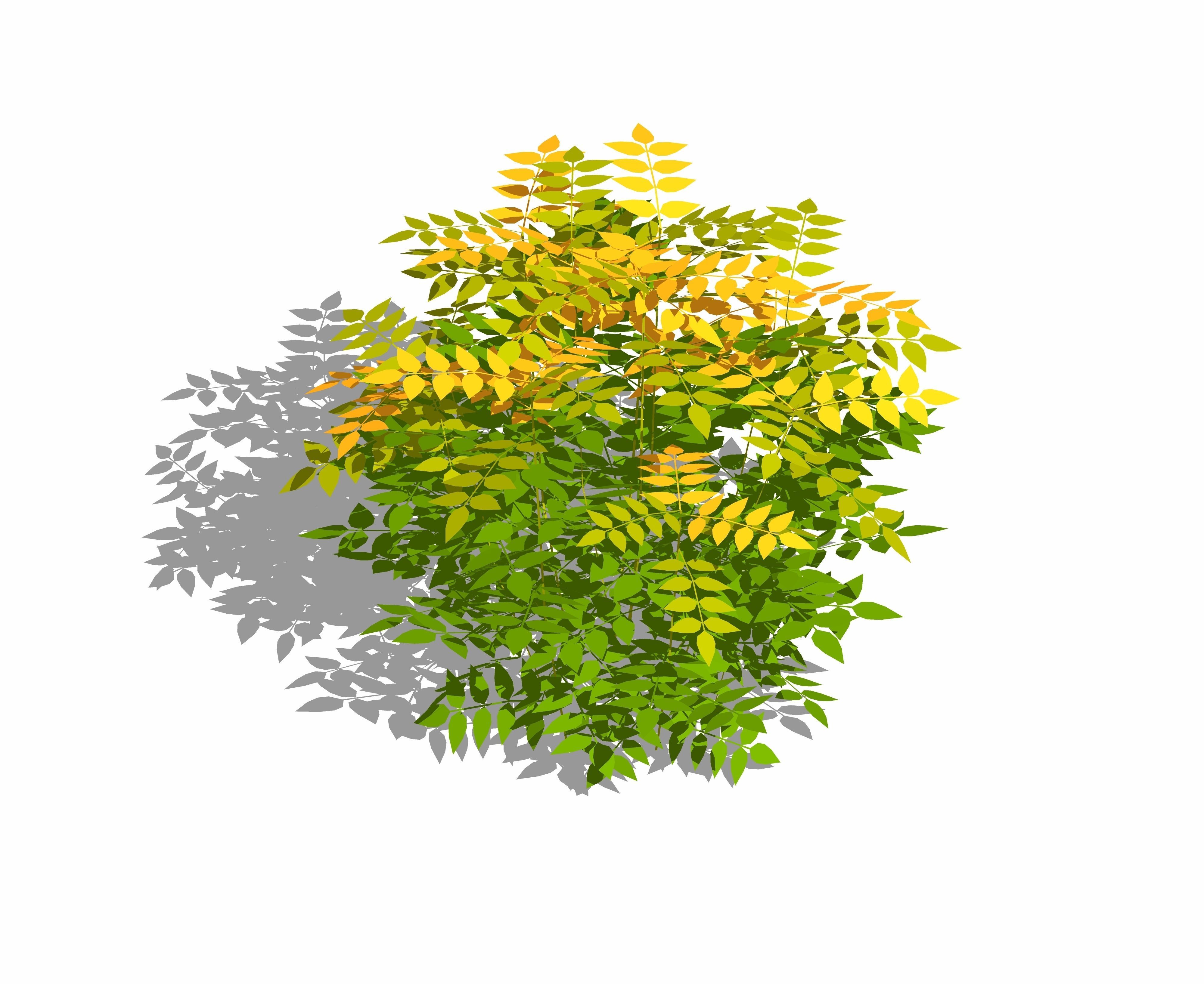 Nandina domestica - heavenly bamboo - sacred bamboo Low-poly 3D model_2
