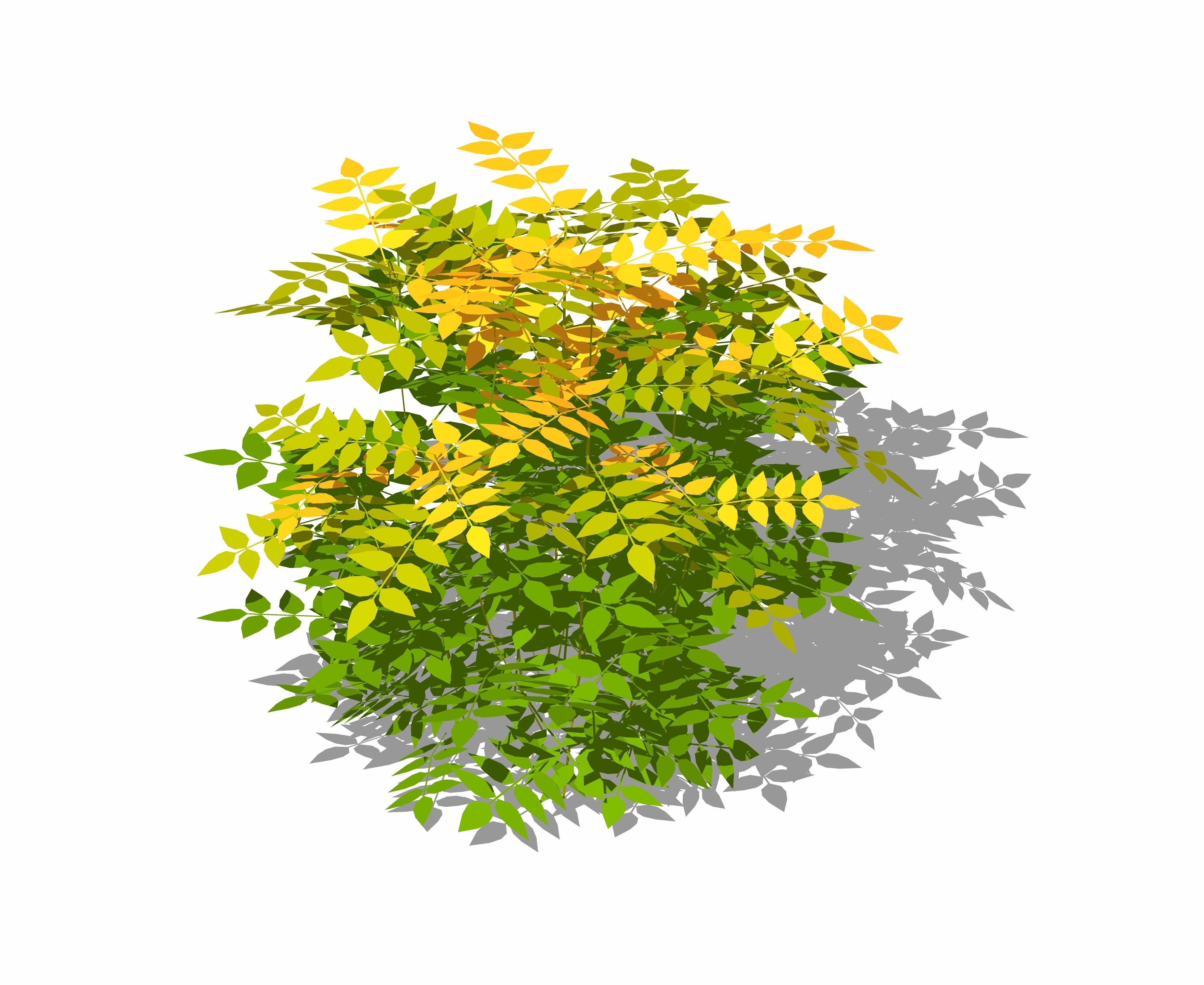 Nandina domestica - heavenly bamboo - sacred bamboo Low-poly 3D model_1