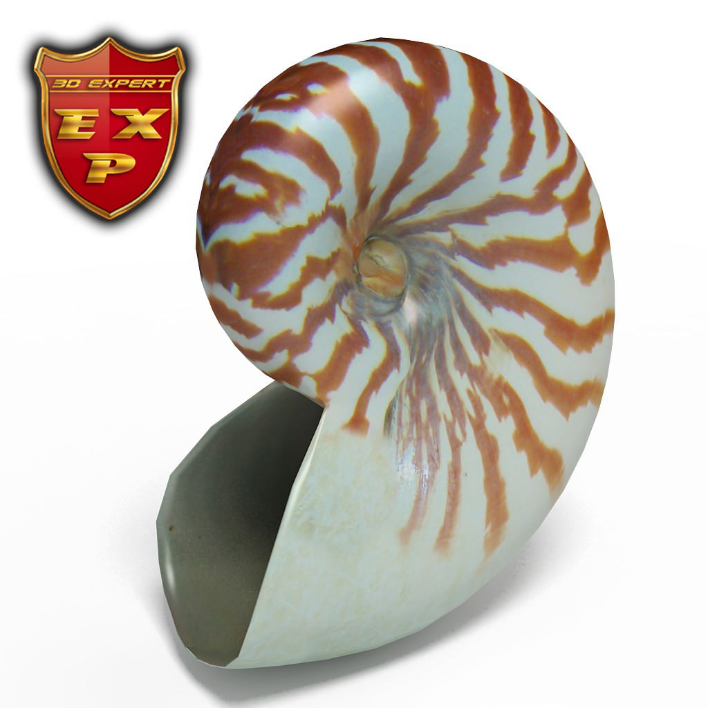Seashell Nautilus 3D model_2