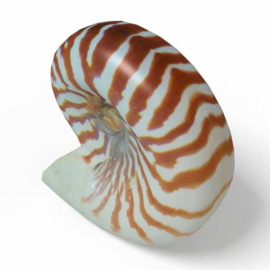 Seashell Nautilus 3D model_1