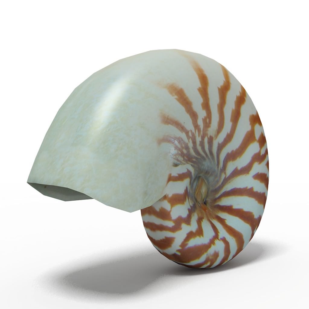 Seashell Nautilus 3D model_0