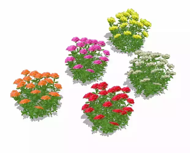 Plant Azalea - Rhododendron - 5 Colors