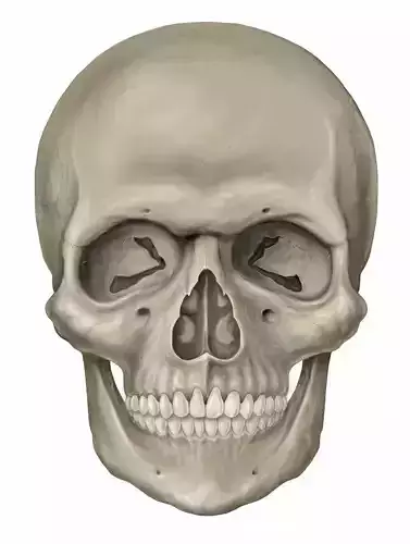 HEAD OF FELIPE LOPES MACHADO