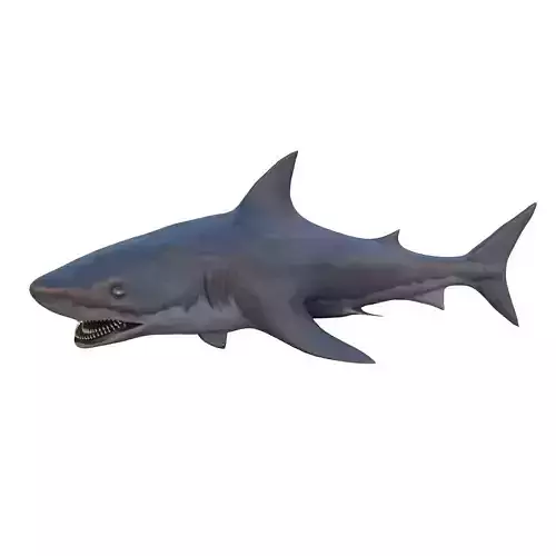 SHARK BULL Low-poly 3D model