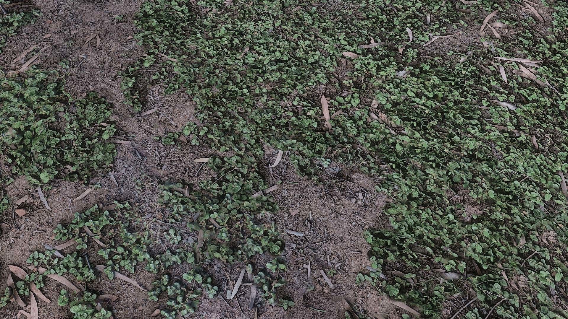 PBR GRASSS 02 MIXED 4K PNG Texture_5