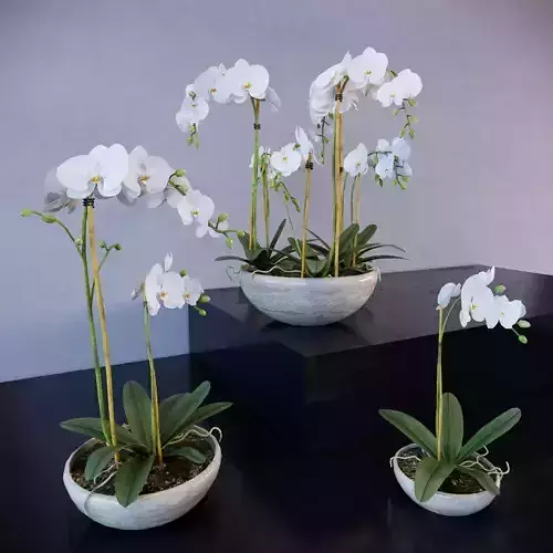 Revit Family plant - Three sizes- High quality 3D model  3D model