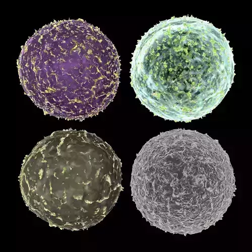 4 Virus Set cell 3D model