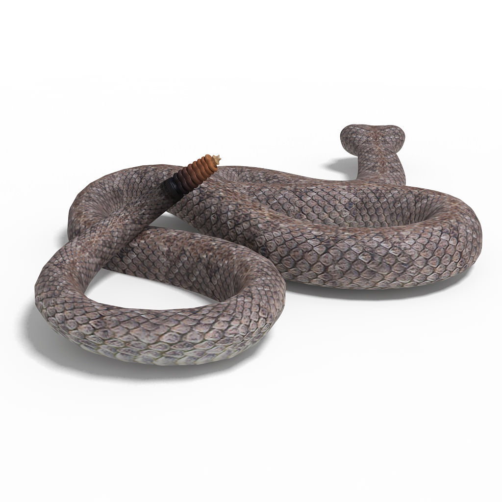 Rattlesnake pose 2 3D model_1