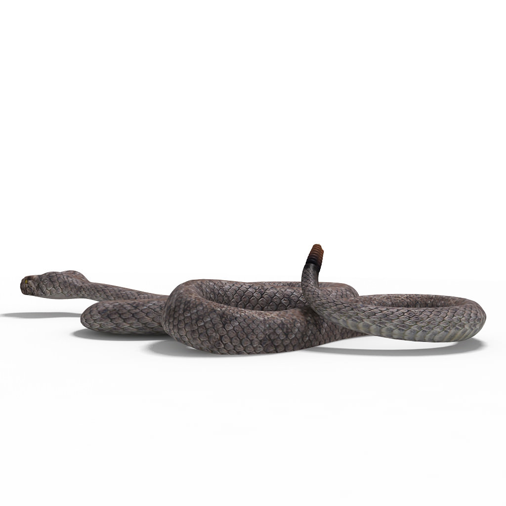 Rattlesnake pose 2 3D model_2