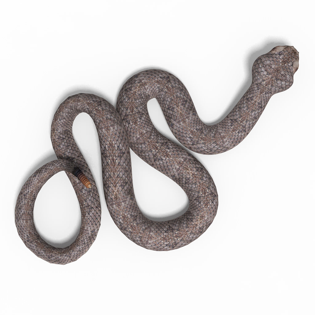 Rattlesnake pose 2 3D model_3