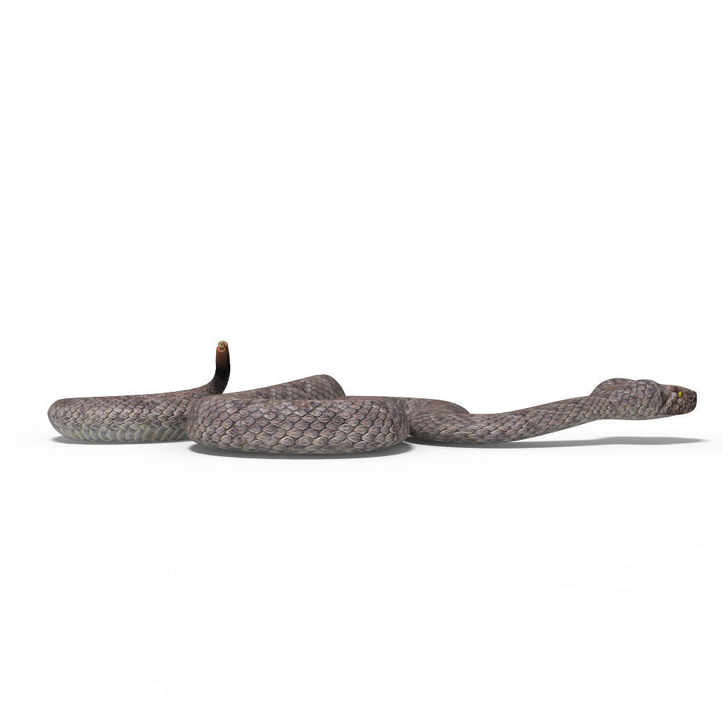 Rattlesnake pose 2 3D model_7