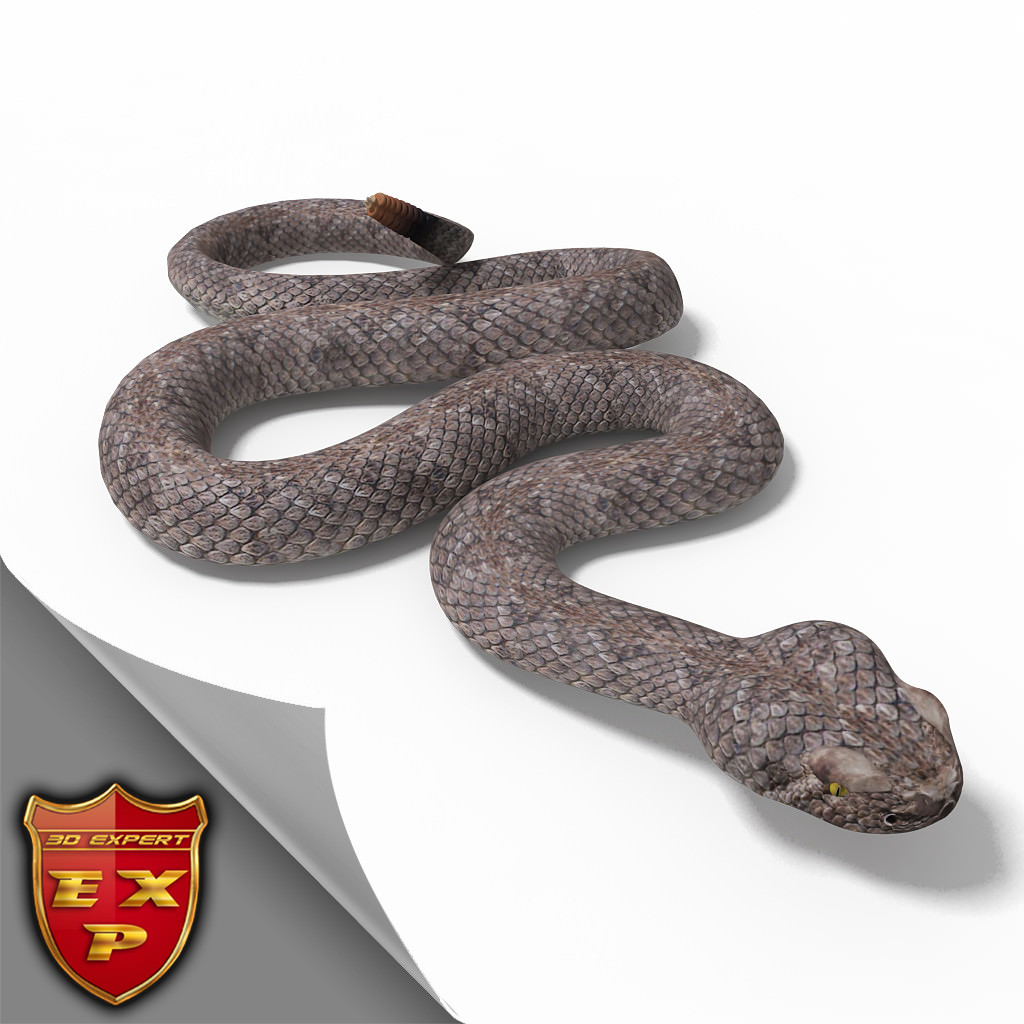 Rattlesnake pose 2 3D model_0