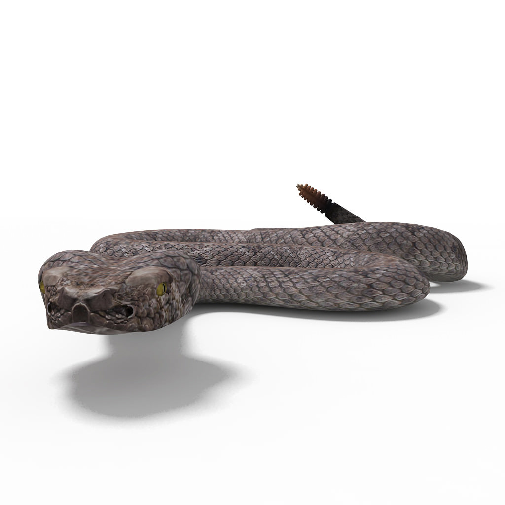 Rattlesnake pose 2 3D model_5
