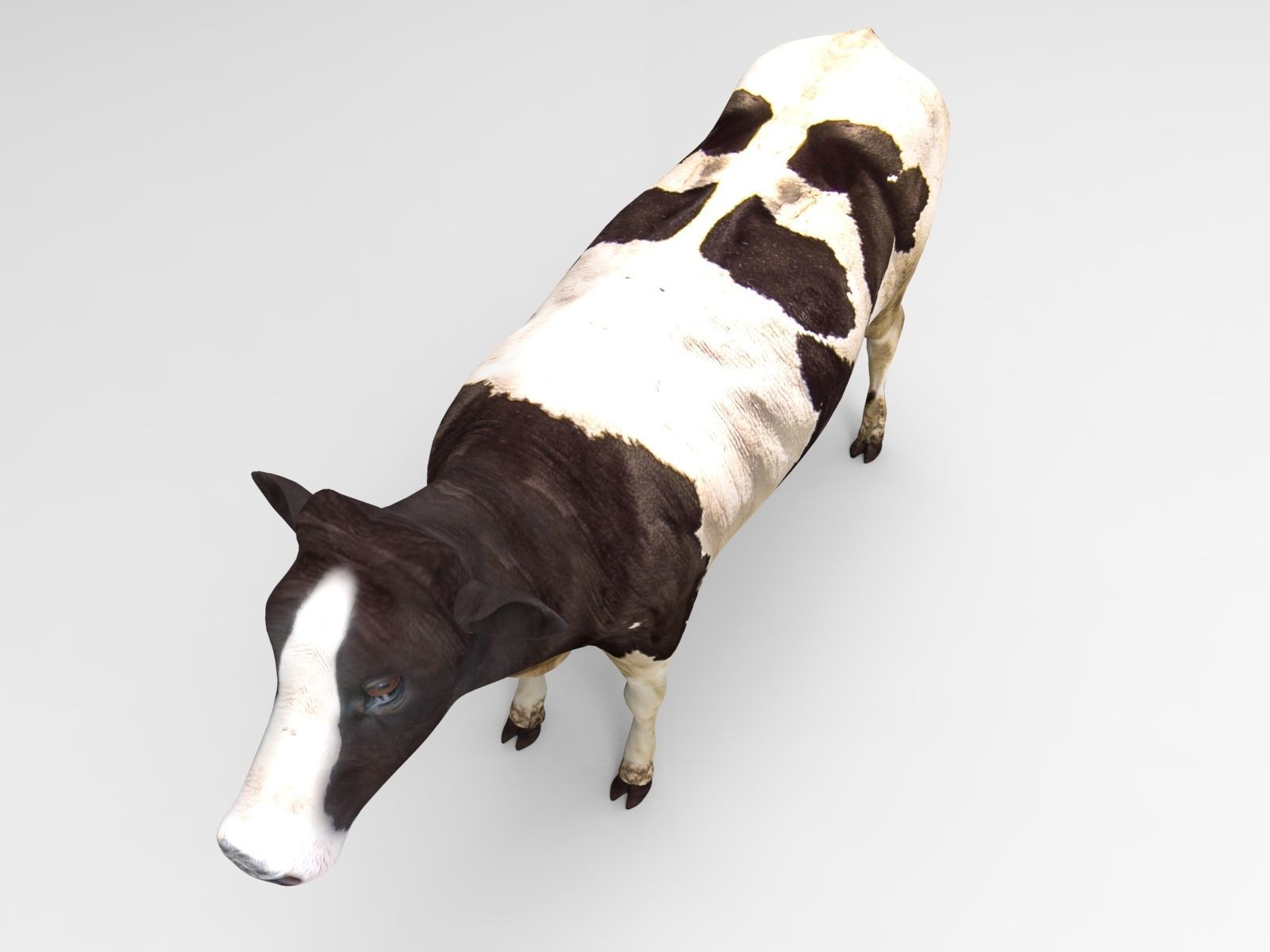Black White Cow  Low-poly 3D model_2