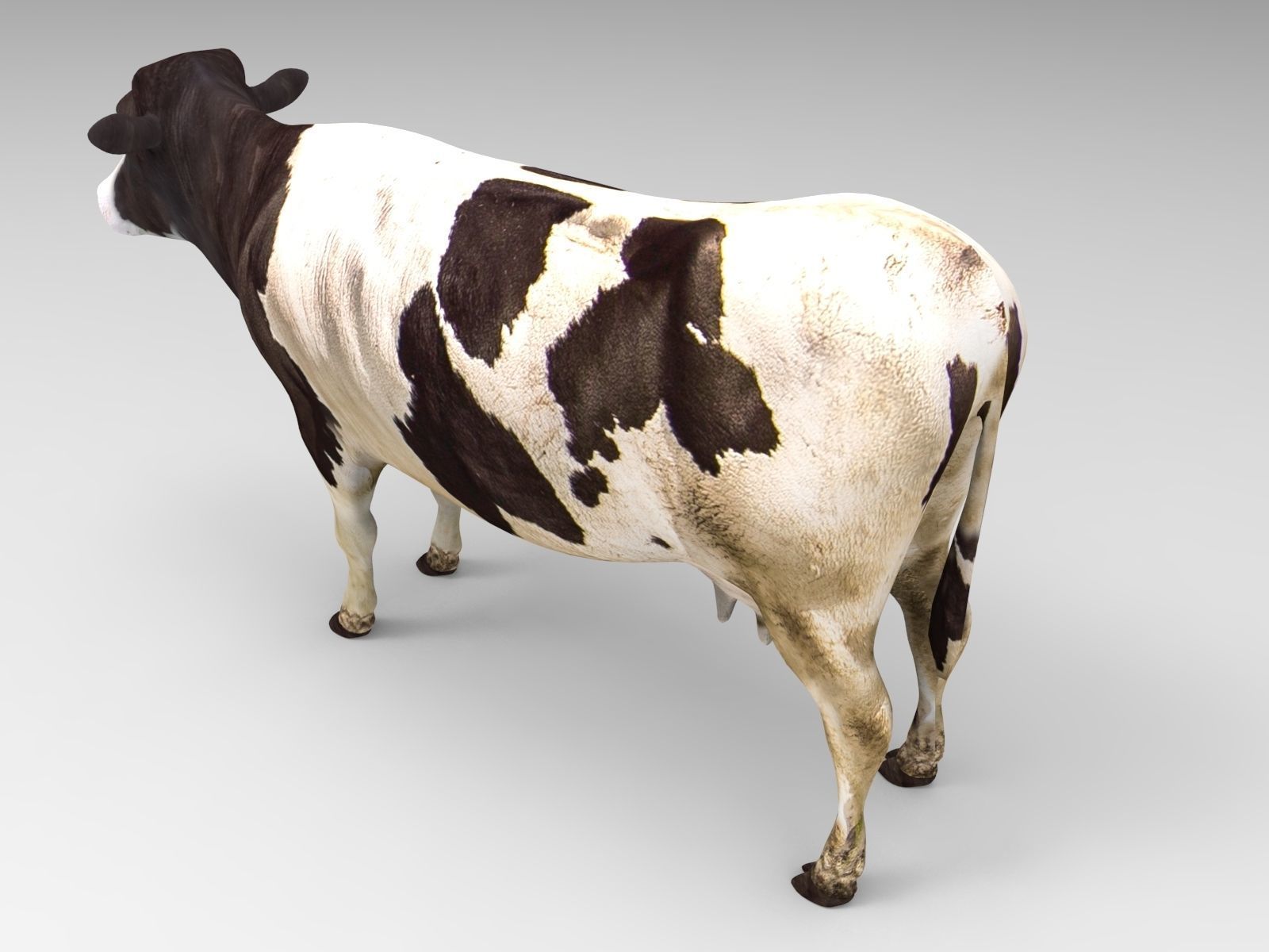 Black White Cow  Low-poly 3D model_7