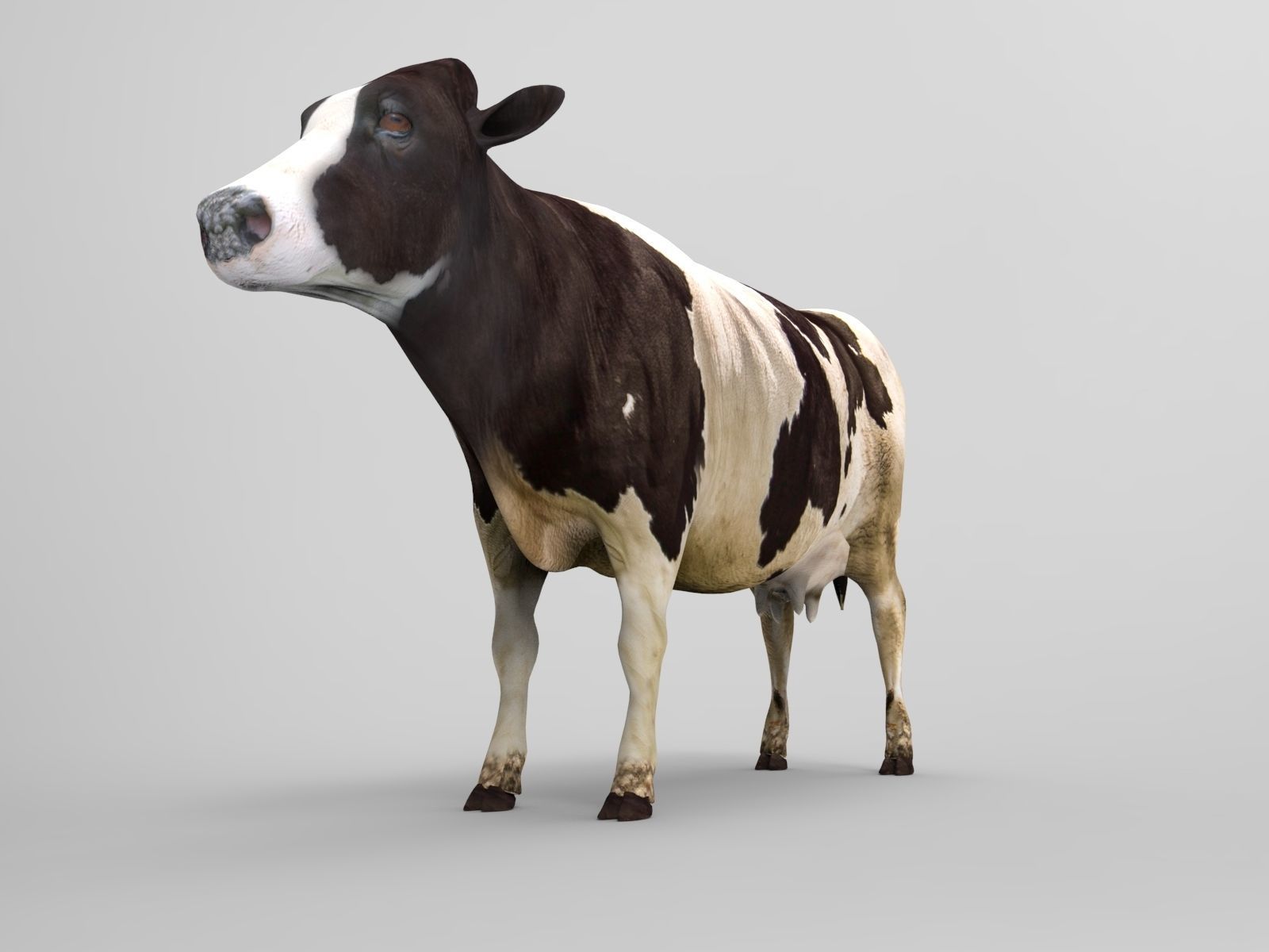 Black White Cow  Low-poly 3D model_4