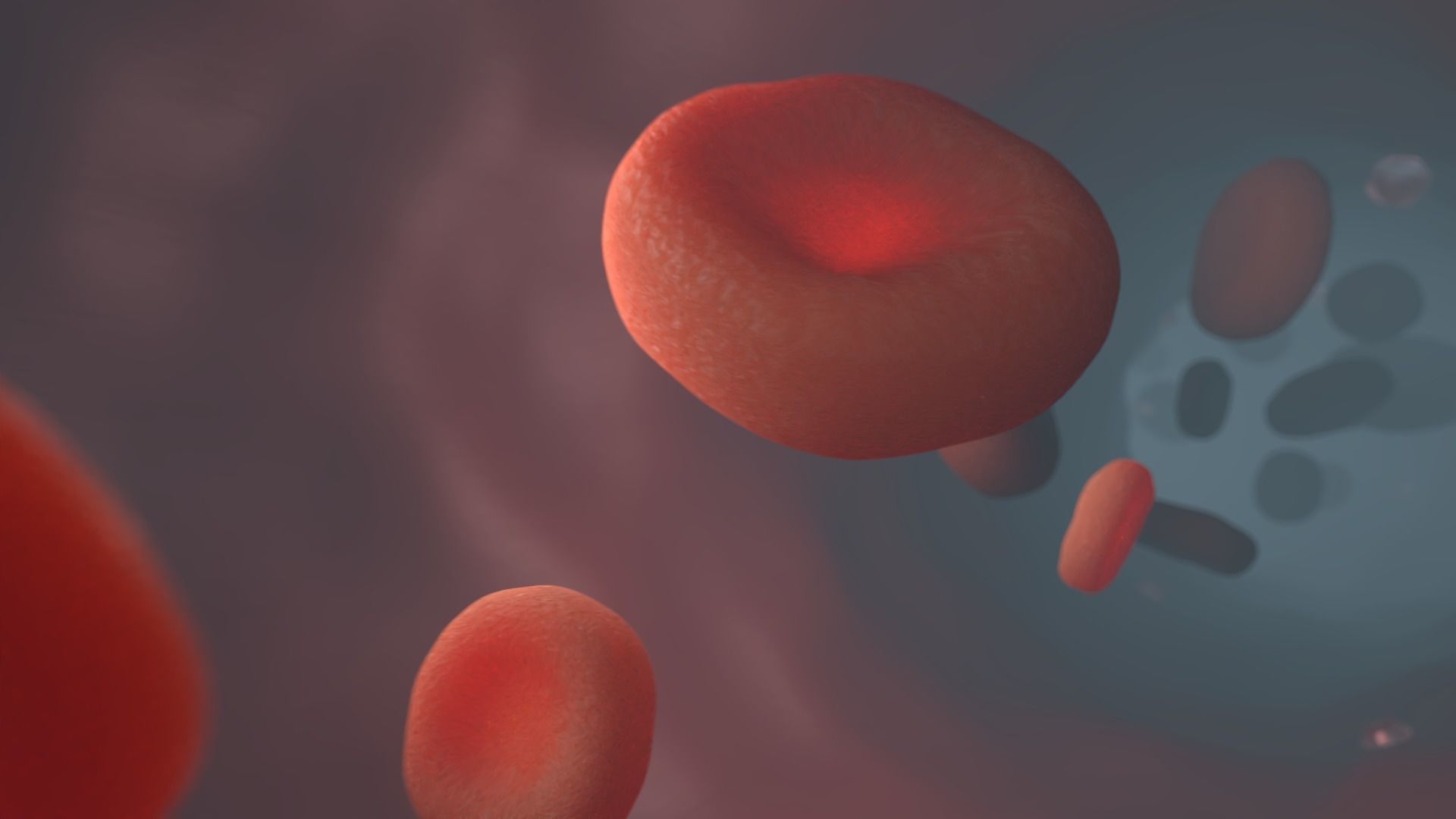 Red blood cell vessels Vascular medicine 3D model_5