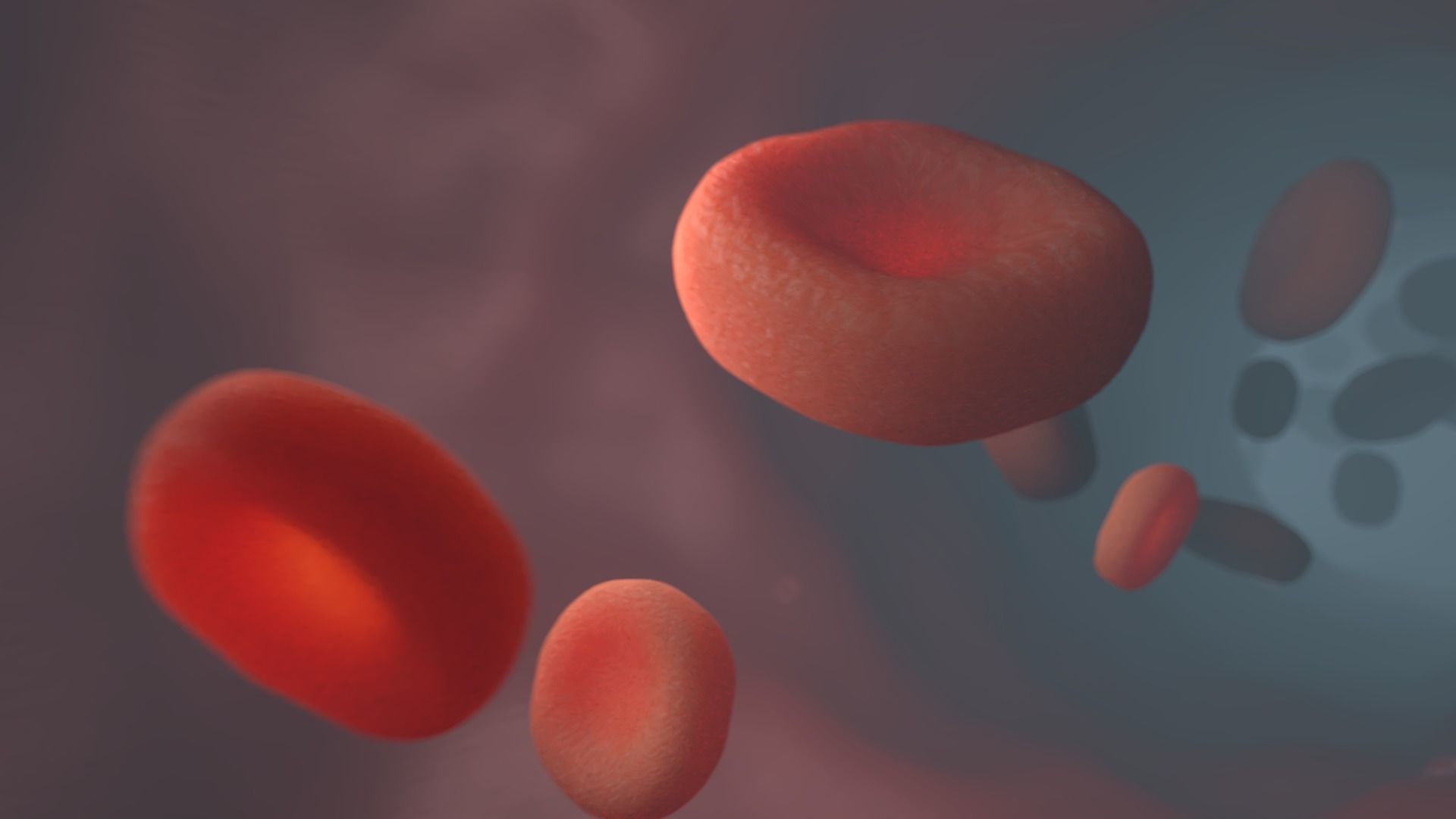 Red blood cell vessels Vascular medicine 3D model_2