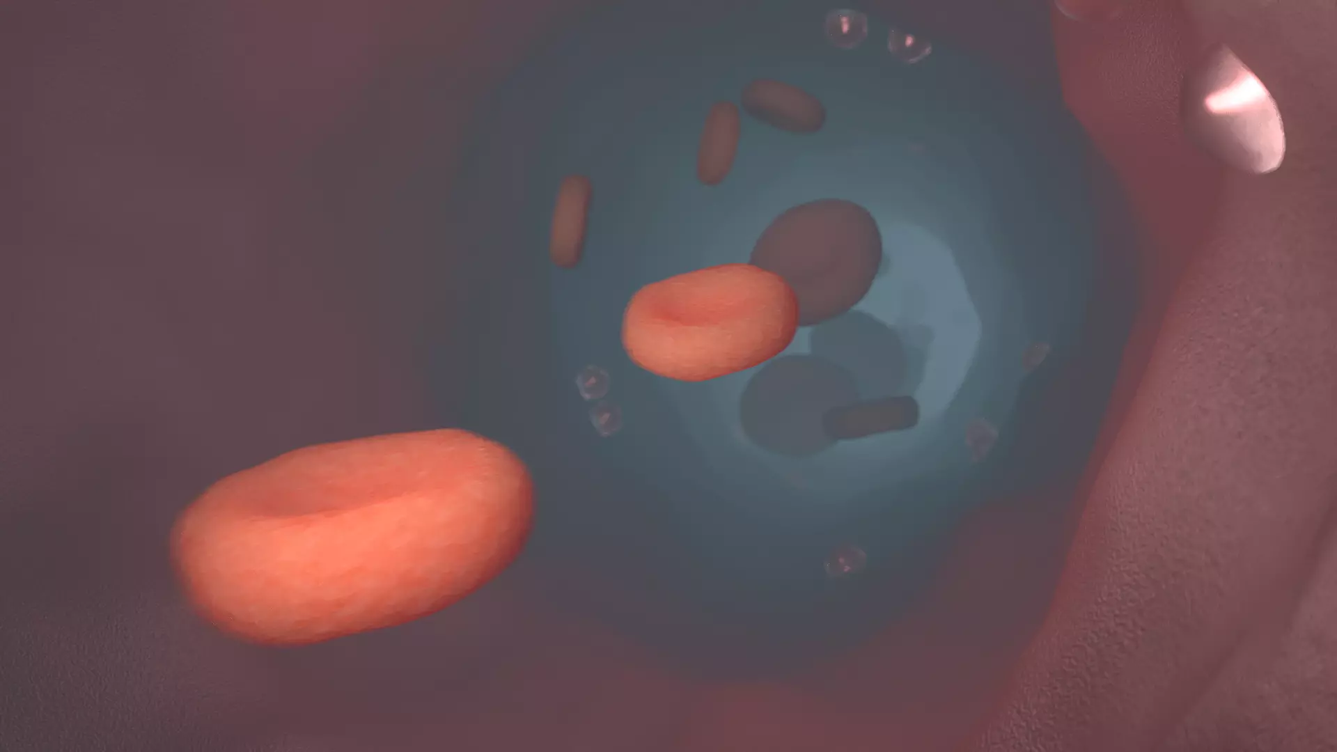 Red blood cell vessels Vascular medicine 3D model_0