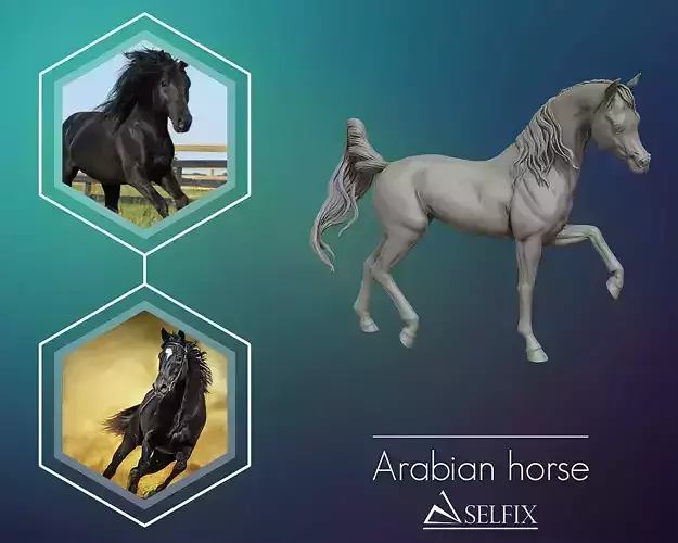 Arabian horse model