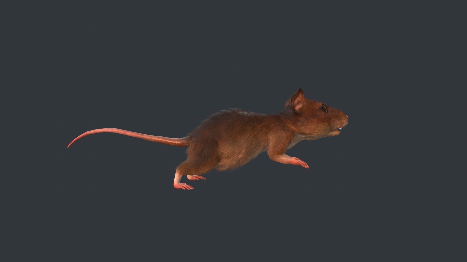 Animated mouse Low-poly 3D model_6