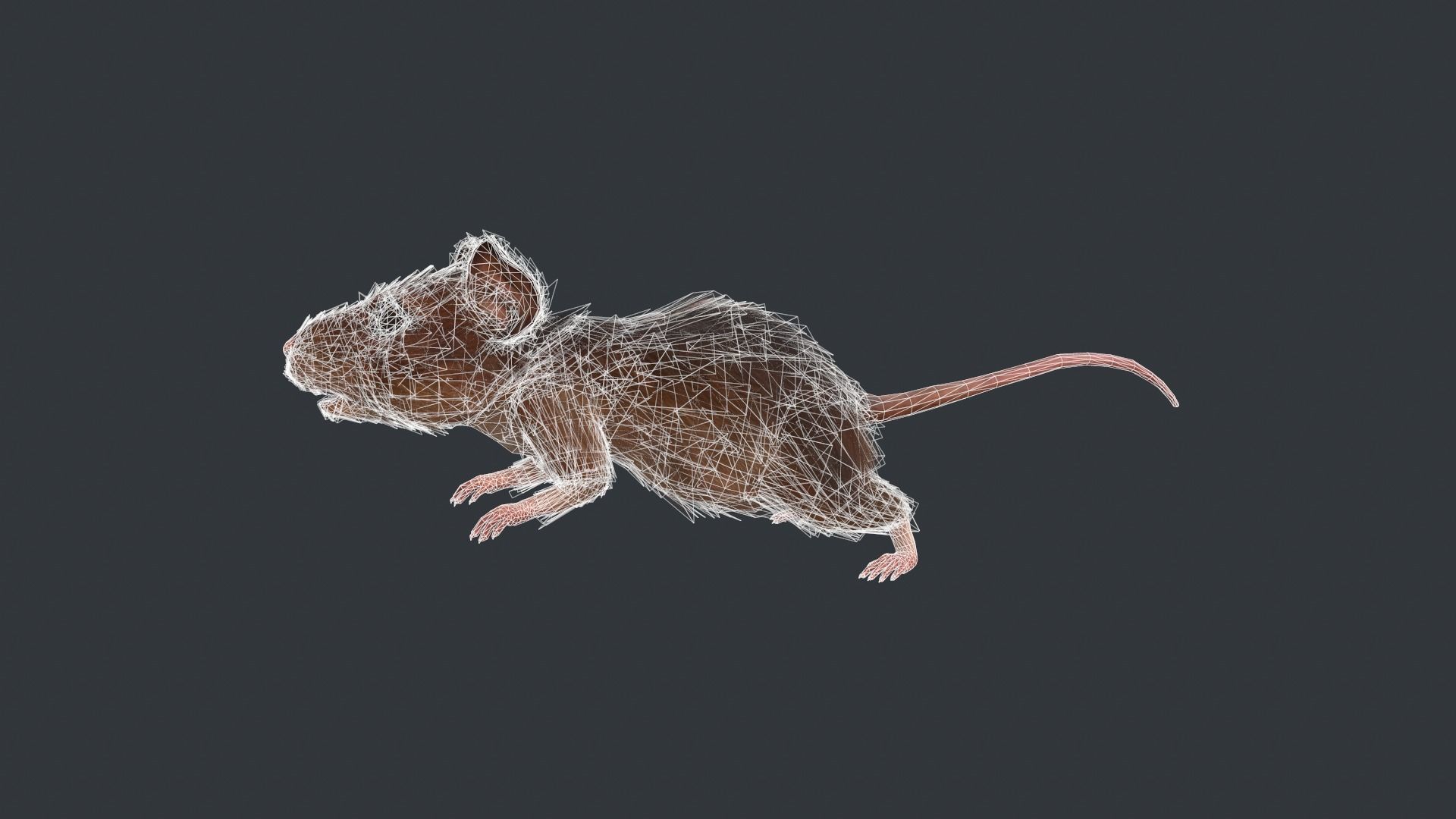 Animated mouse Low-poly 3D model_8