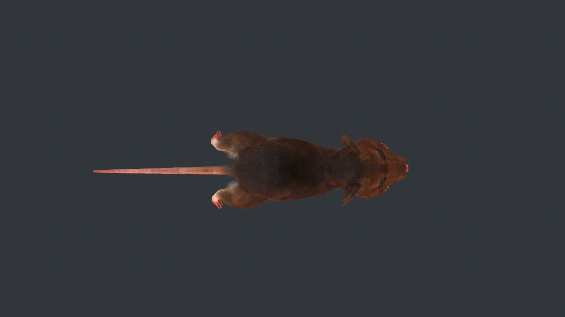 Animated mouse Low-poly 3D model_5