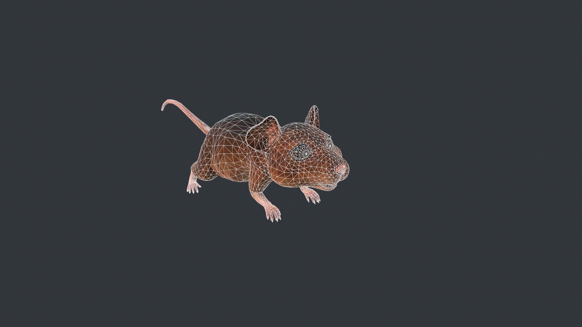 Animated mouse Low-poly 3D model_7