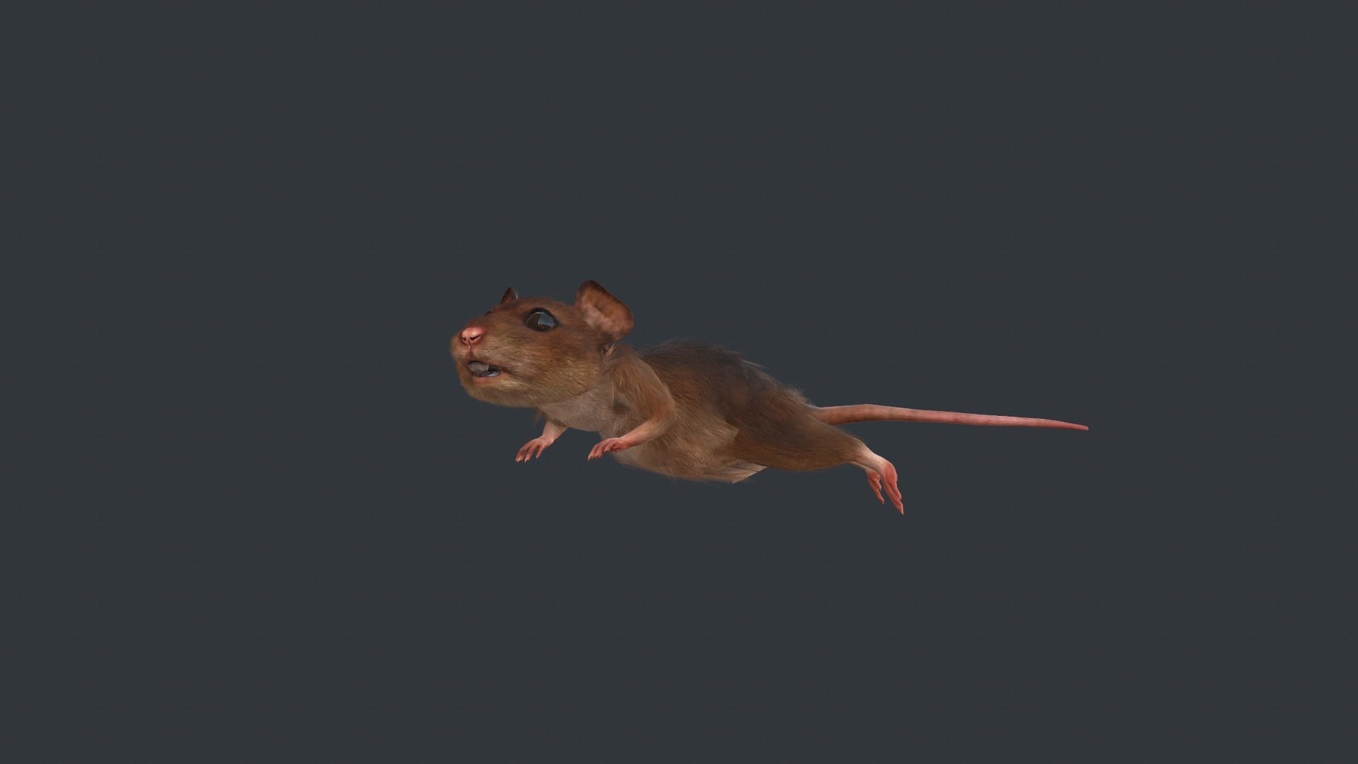 Animated mouse Low-poly 3D model_2