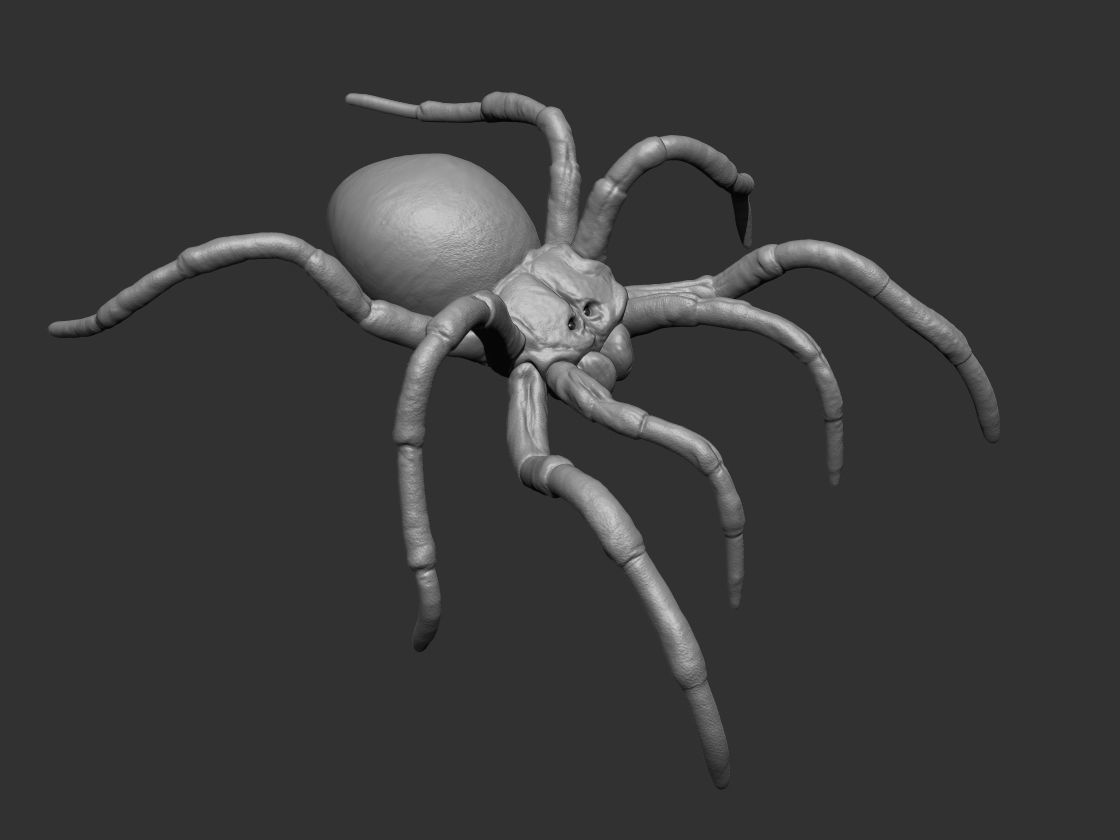 Tarantula Spider 3D print model_9