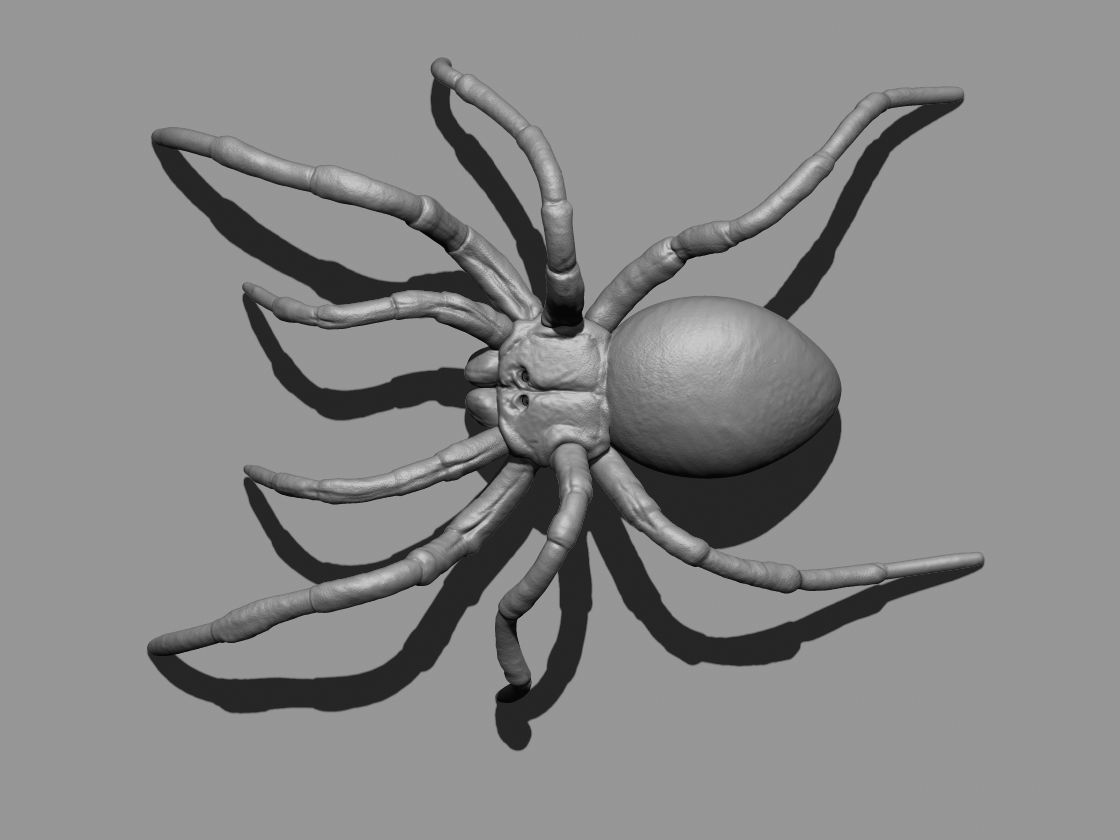 Tarantula Spider 3D print model_12