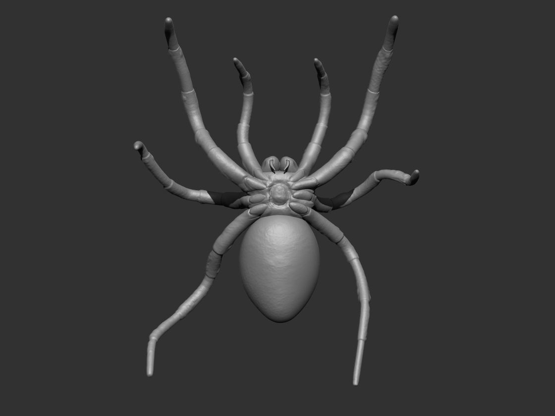 Tarantula Spider 3D print model_13