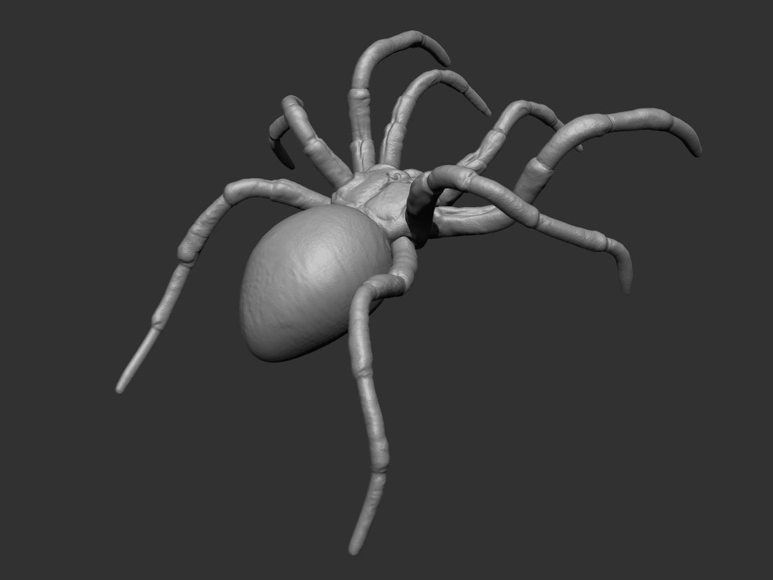Tarantula Spider 3D print model_4