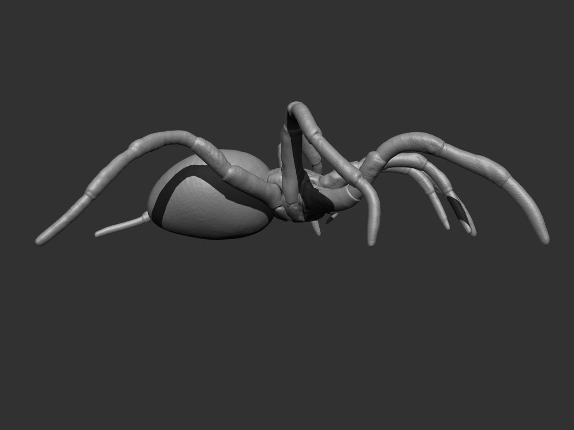 Tarantula Spider 3D print model_5