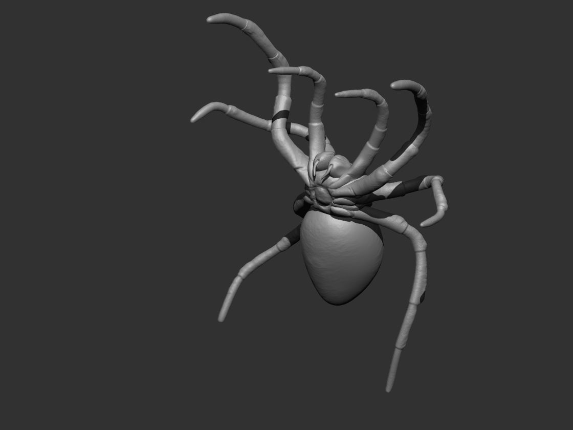 Tarantula Spider 3D print model_14