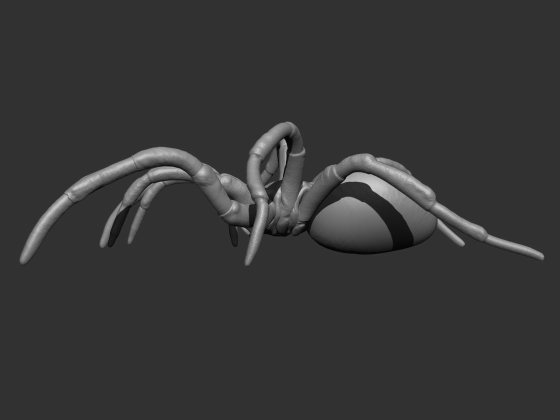 Tarantula Spider 3D print model_7
