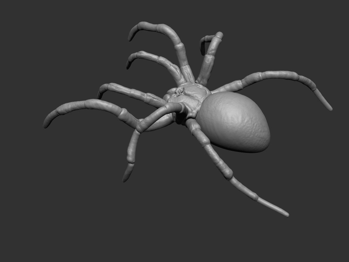 Tarantula Spider 3D print model_3