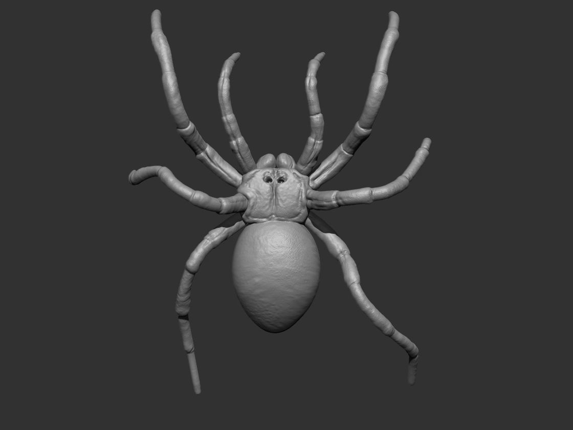 Tarantula Spider 3D print model_8
