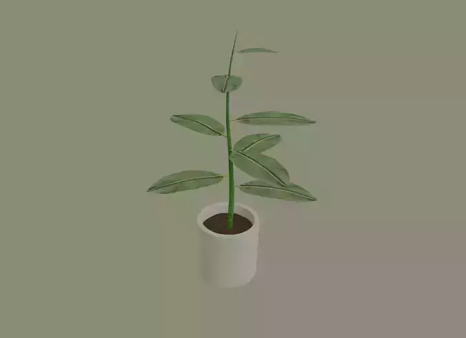 Exotic Indoor Plant 3D model