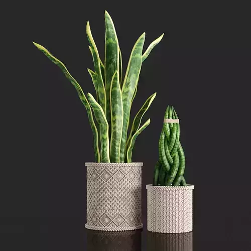 Sansevieria plant braided