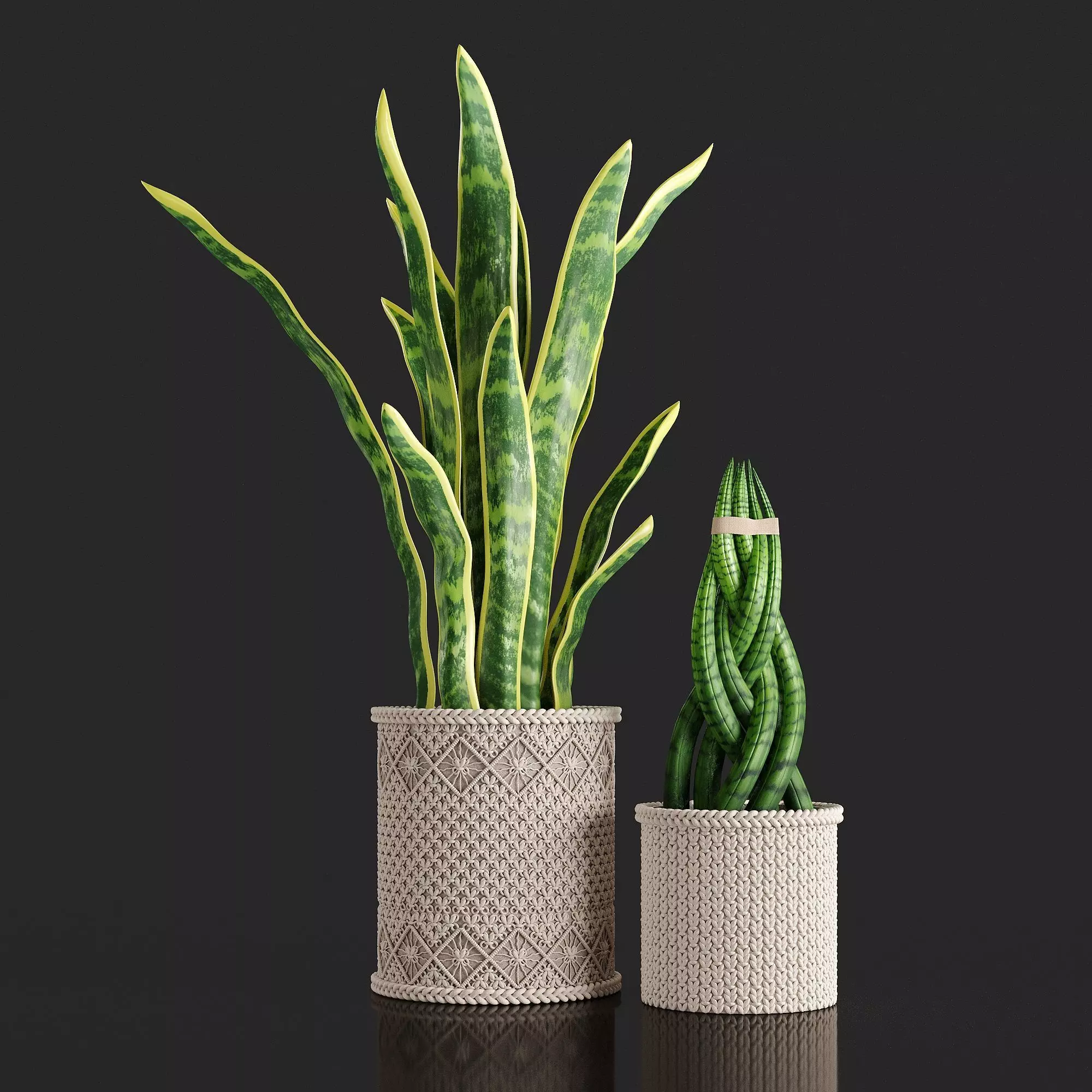 Sansevieria plant braided 3D model