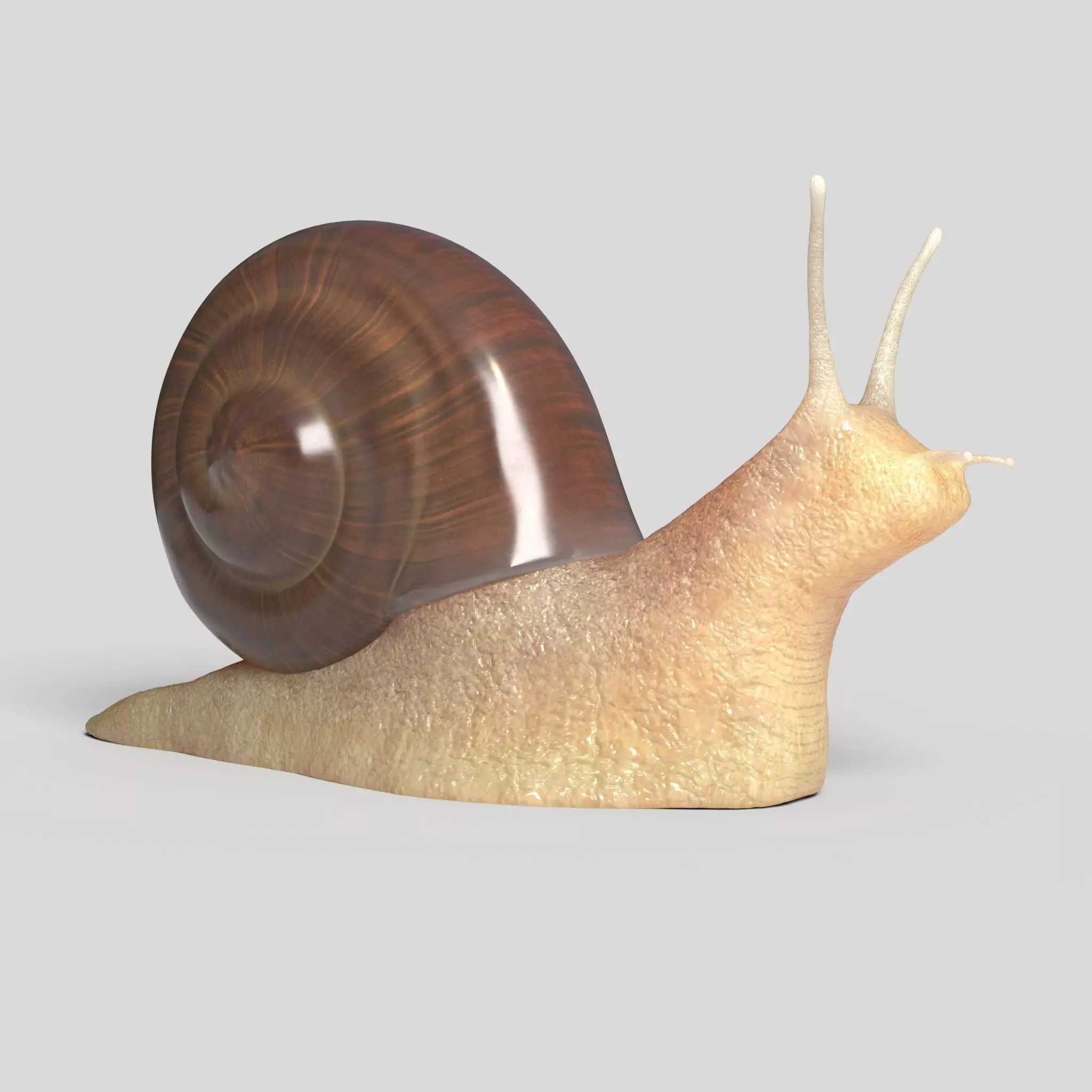 Snail Low-poly 3D model_0
