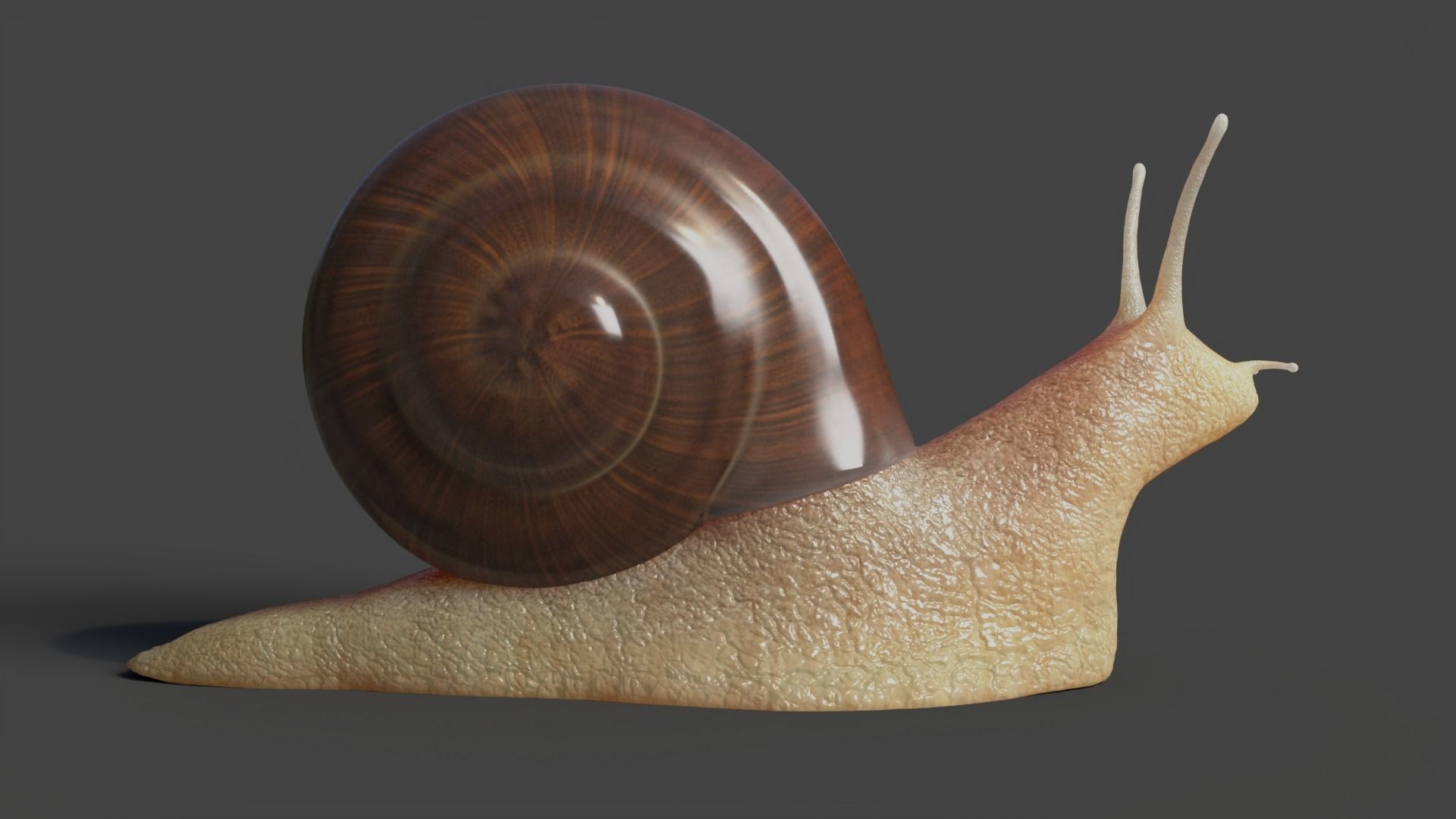 Snail Low-poly 3D model_5