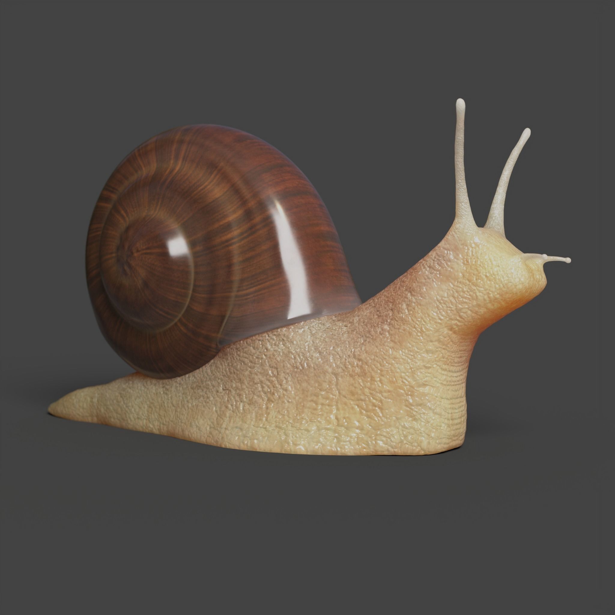 Snail Low-poly 3D model_1