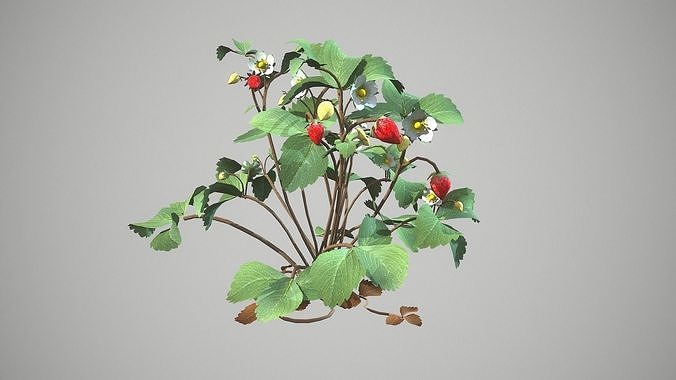 strawberries strawberry plant Low-poly 3D model