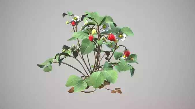 strawberries strawberry plant Low-poly 3D model