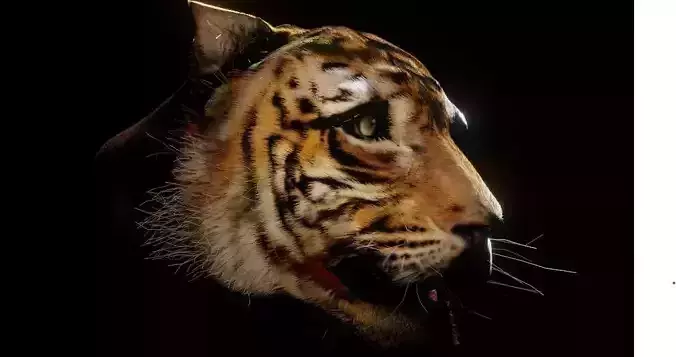 Tiger head blender Free low-poly 3D model