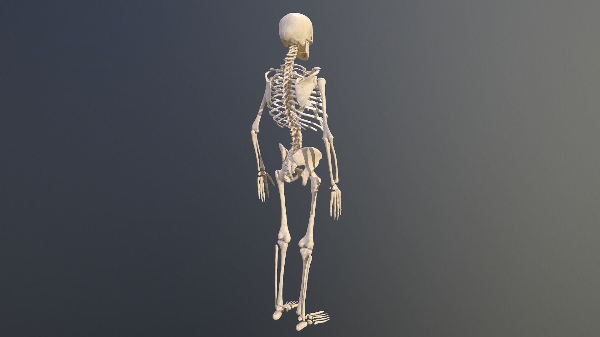 Human skeleton Low-poly 3D model_6