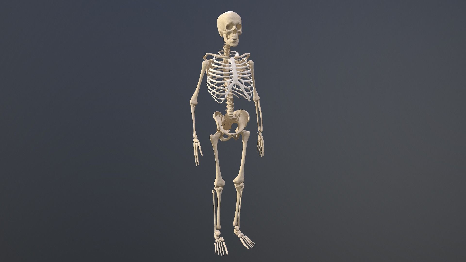 Human skeleton Low-poly 3D model_2